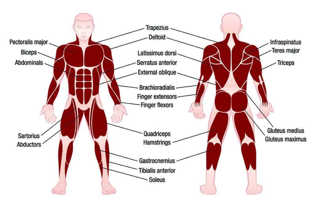 muscles for kicking in Taekwondo